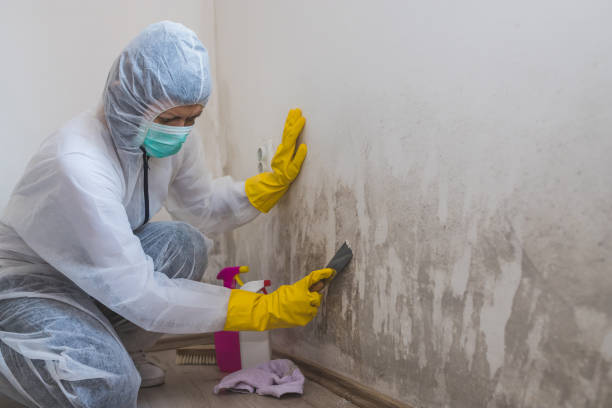 Crawl Space Mold Removal in Tieton, WA