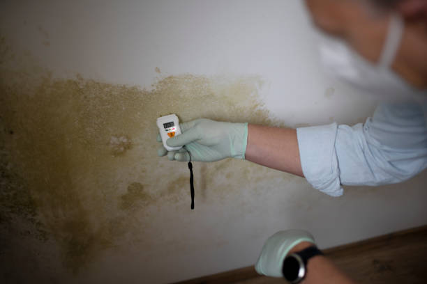 Best Affordable Mold Removal  in Tieton, WA