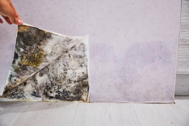 Best Residential Mold Removal  in Tieton, WA